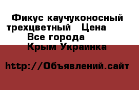 Фикус каучуконосный трехцветный › Цена ­ 500 - Все города  »    . Крым,Украинка